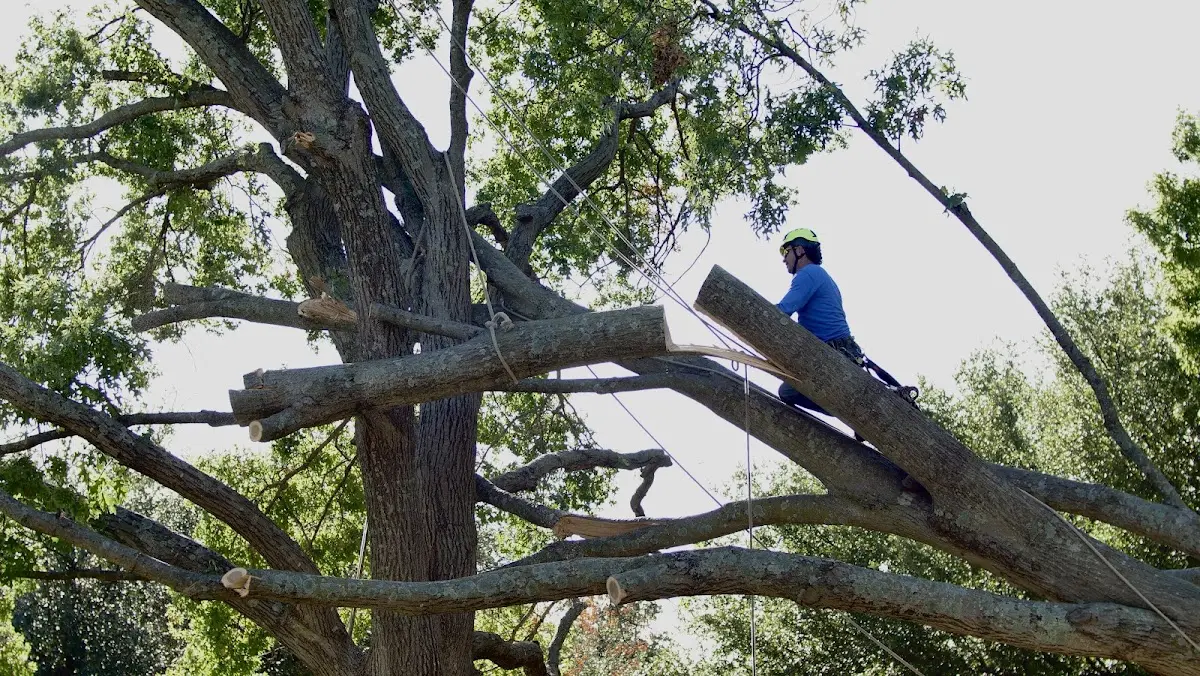 Professional Hazardous Tree Removal performed by certified arborists in Stuart